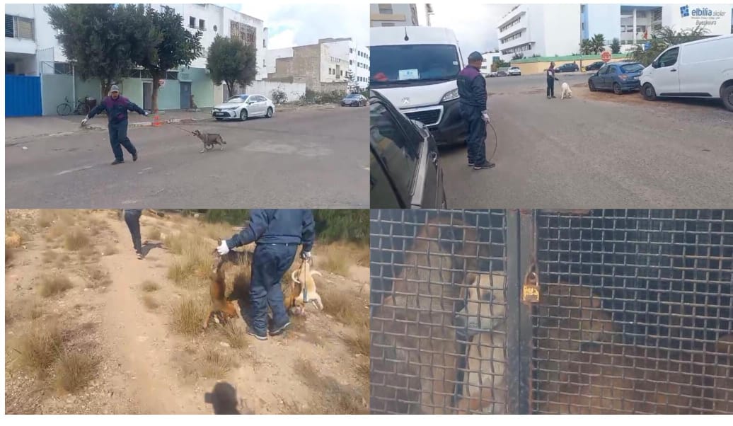 نُظمت اليوم حملة للحد من انتشار الكلاب الضالة من قبل السلطات المحلية بمنطقة أولاد صالح