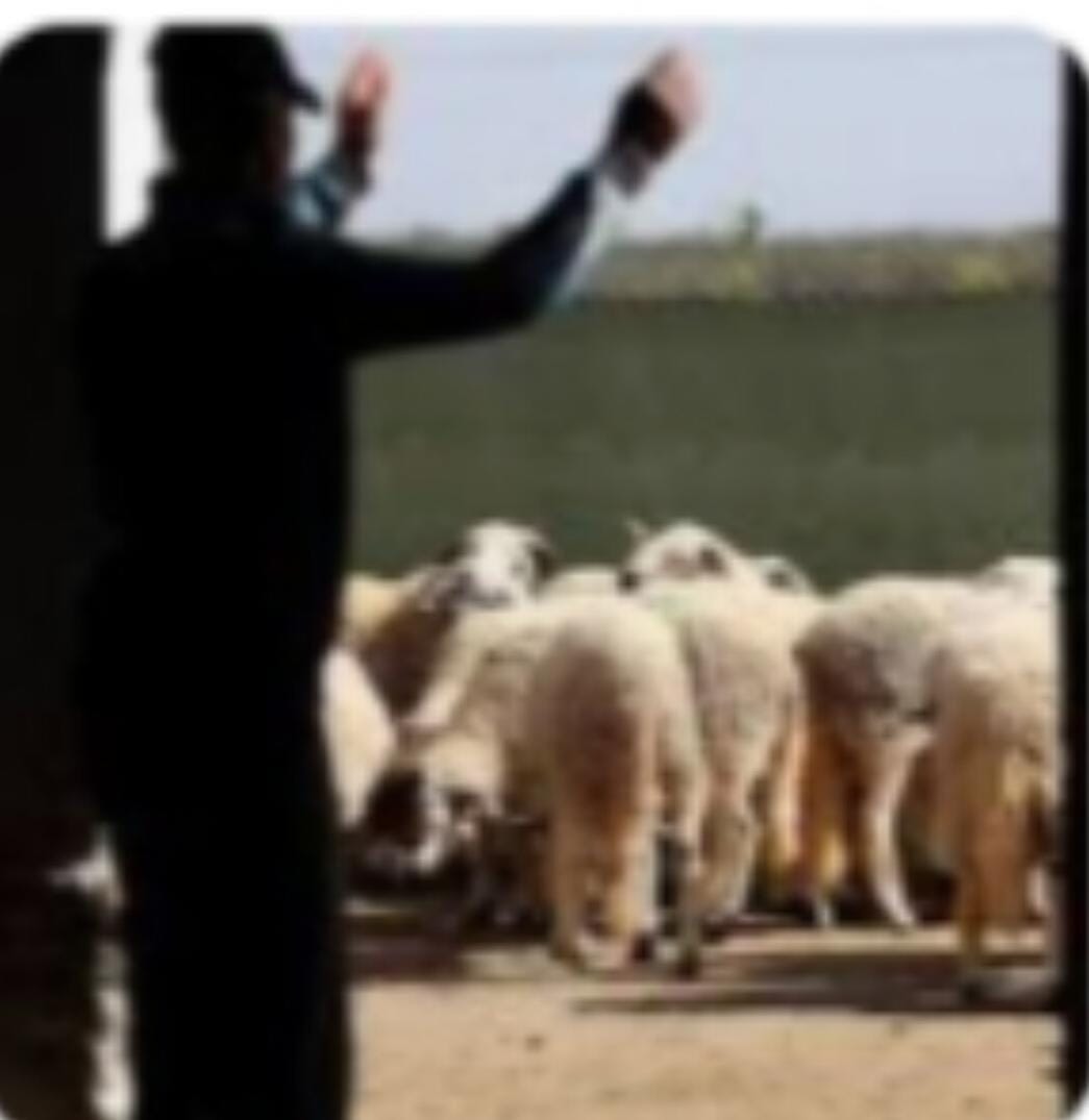 المغرب…منع ذبح إناث الأغنام والماعز حتى نهاية مارس 2026