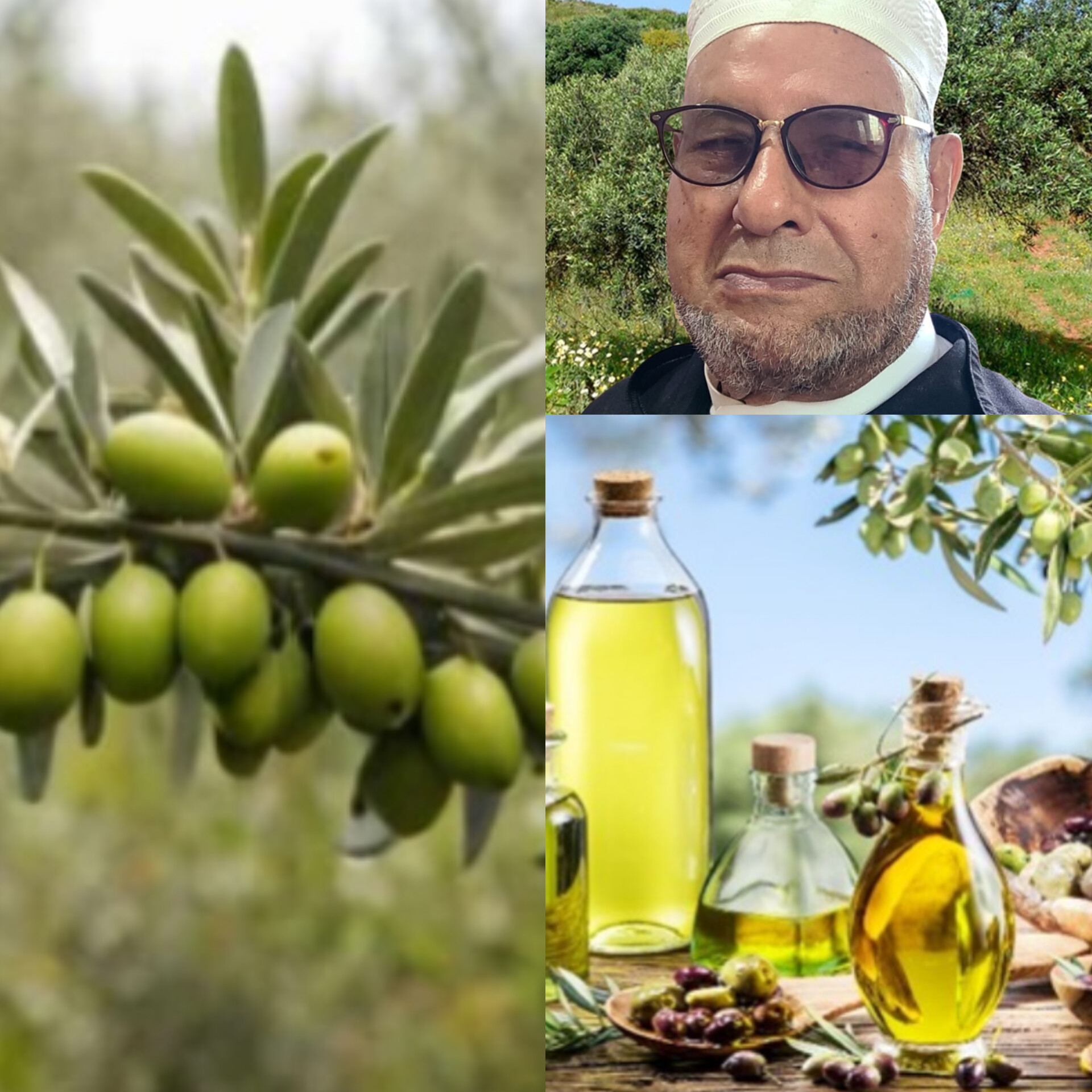 بقلم- الأستاذ مصطفى بخشي…رحلة إلى قلب معاصر الزيتون بقلعة السراغنة: بين جودة “زيتون الحوز” وتحديات الجفاف وهجرة اليد العاملة